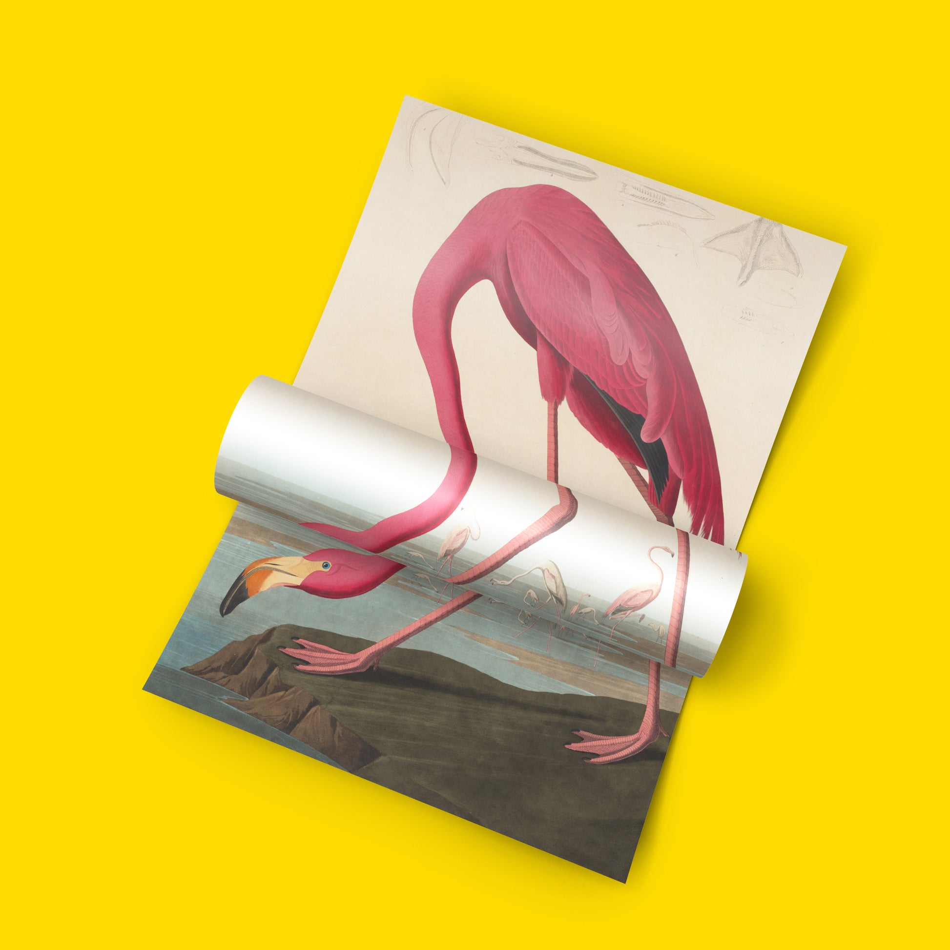 John James Audubon flamingo wall art print available in multiple sizes, vintage natural history poster