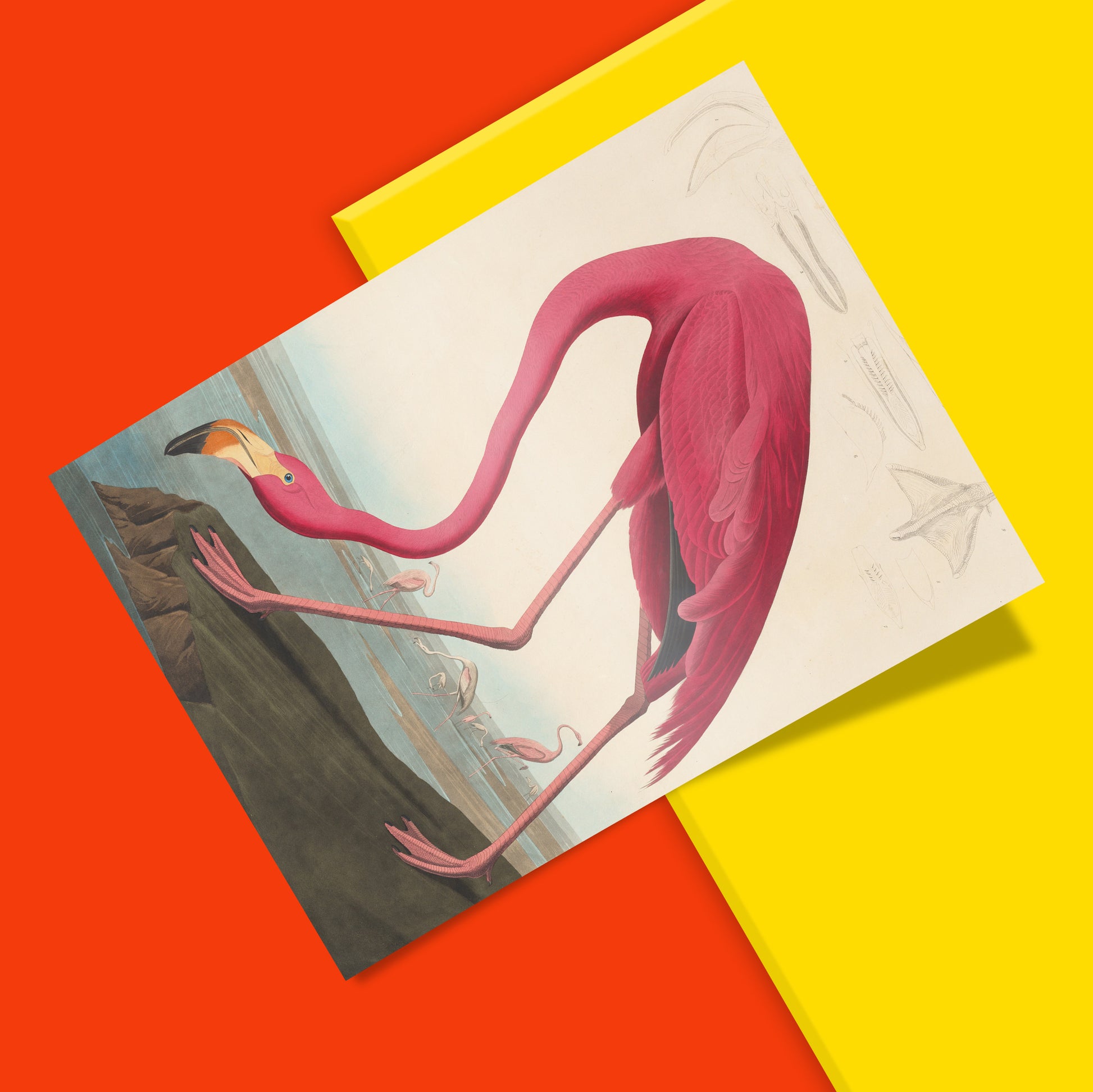 American Flamingo art print by Audubon displayed as elegant wall art in modern interior design setting