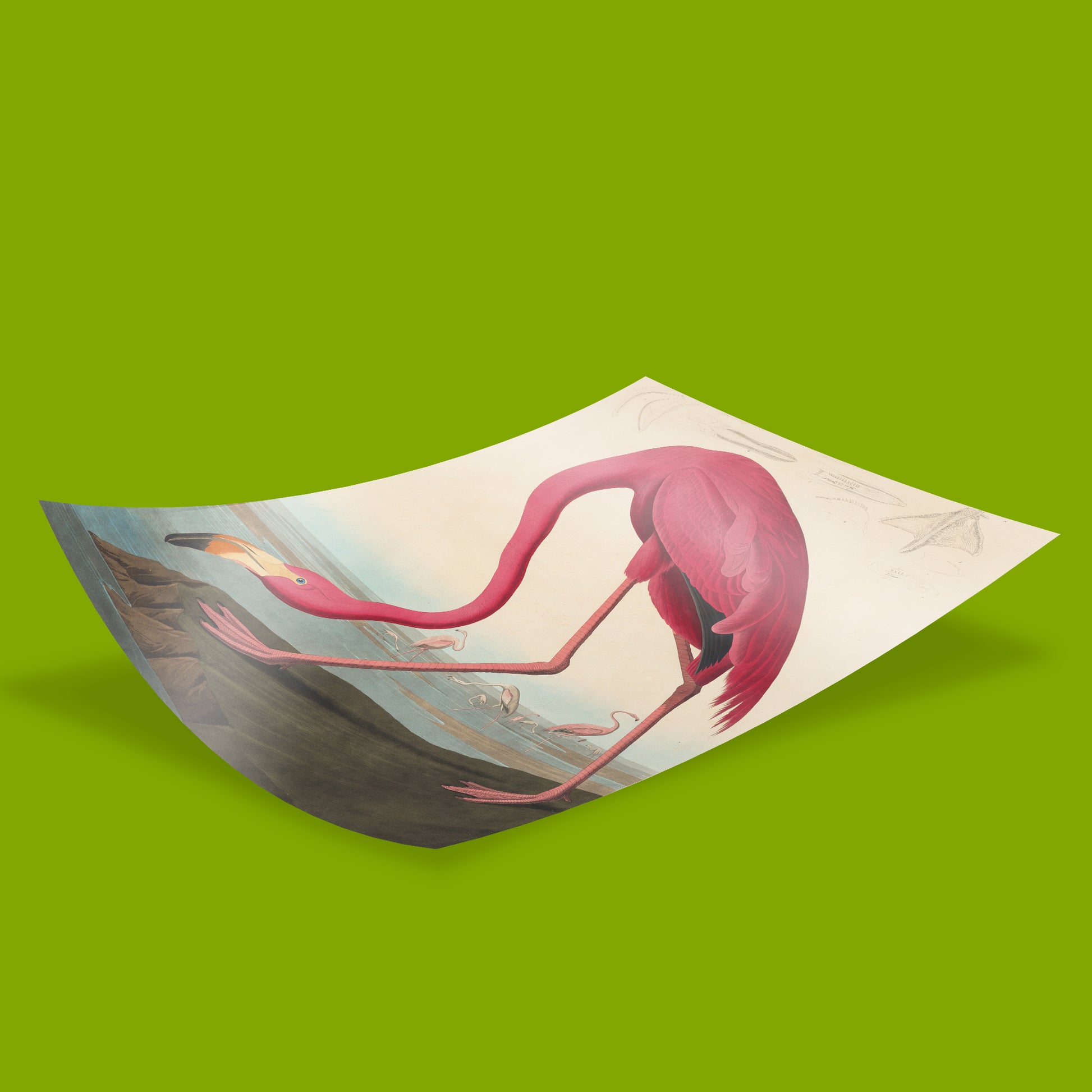 Audubon American Flamingo print from historic Birds of America series, premium quality art prints for collectors and interior designers