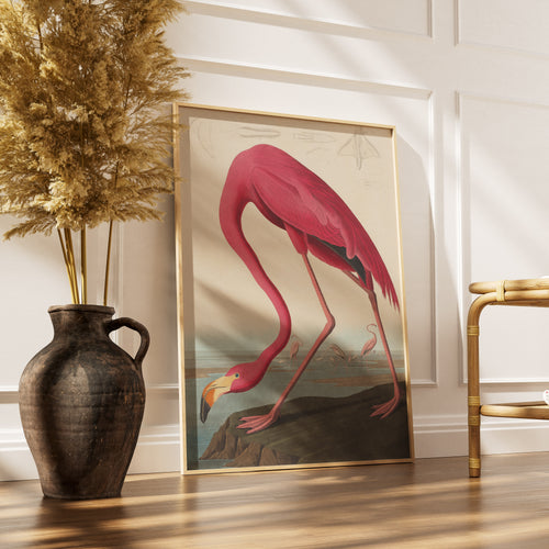 Vintage American Flamingo illustration by John James Audubon, classic ornithological art print for home decor
