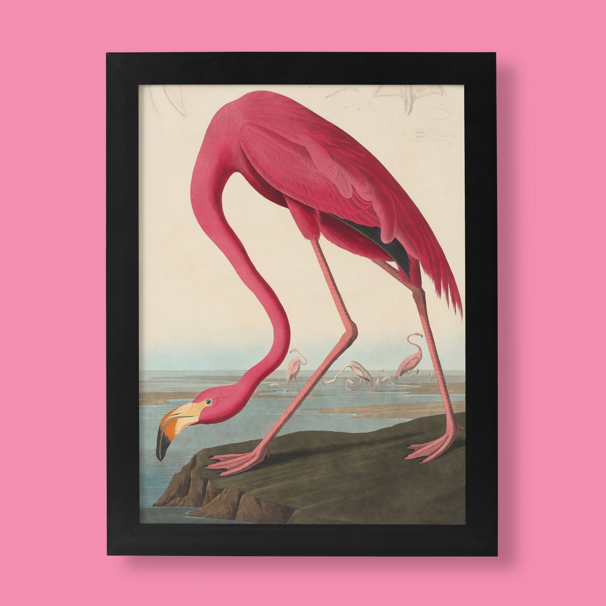 John James Audubon American Flamingo fine art print from Birds of America, museum quality wall art poster with vibrant pink flamingo illustration