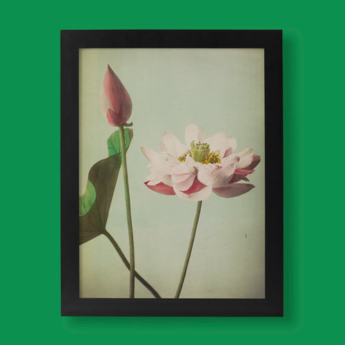 Kazumasa Ogawa Lotus fine art print, vintage Japanese chromocollotype flower photograph as wall art
