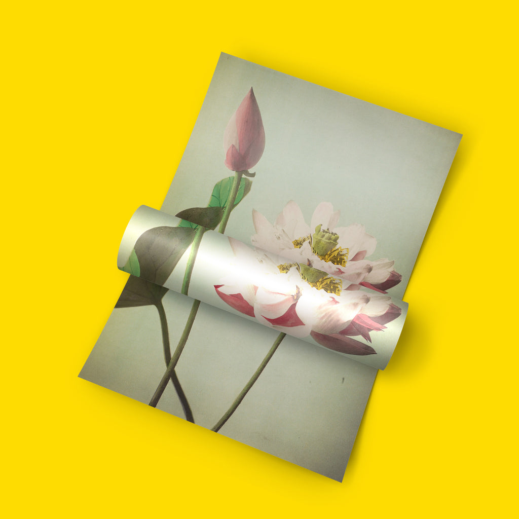 Close-up botanical art print of a lotus flower by Kazumasa Ogawa, detailed petal and seed pod texture