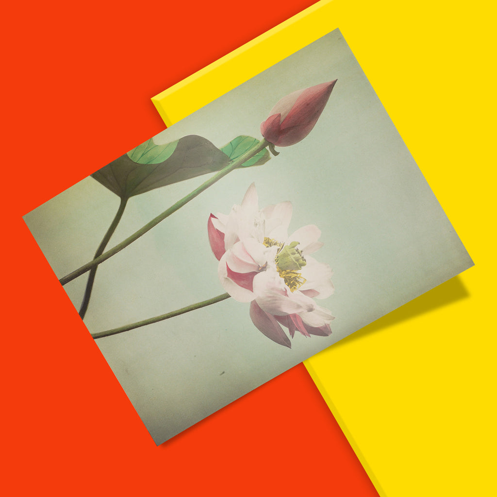 Pink lotus flower giclee art print, museum-quality reproduction ideal for gallery wall displays